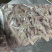 阿鱿牛角花，品质佳，货量充足，欢迎咨询