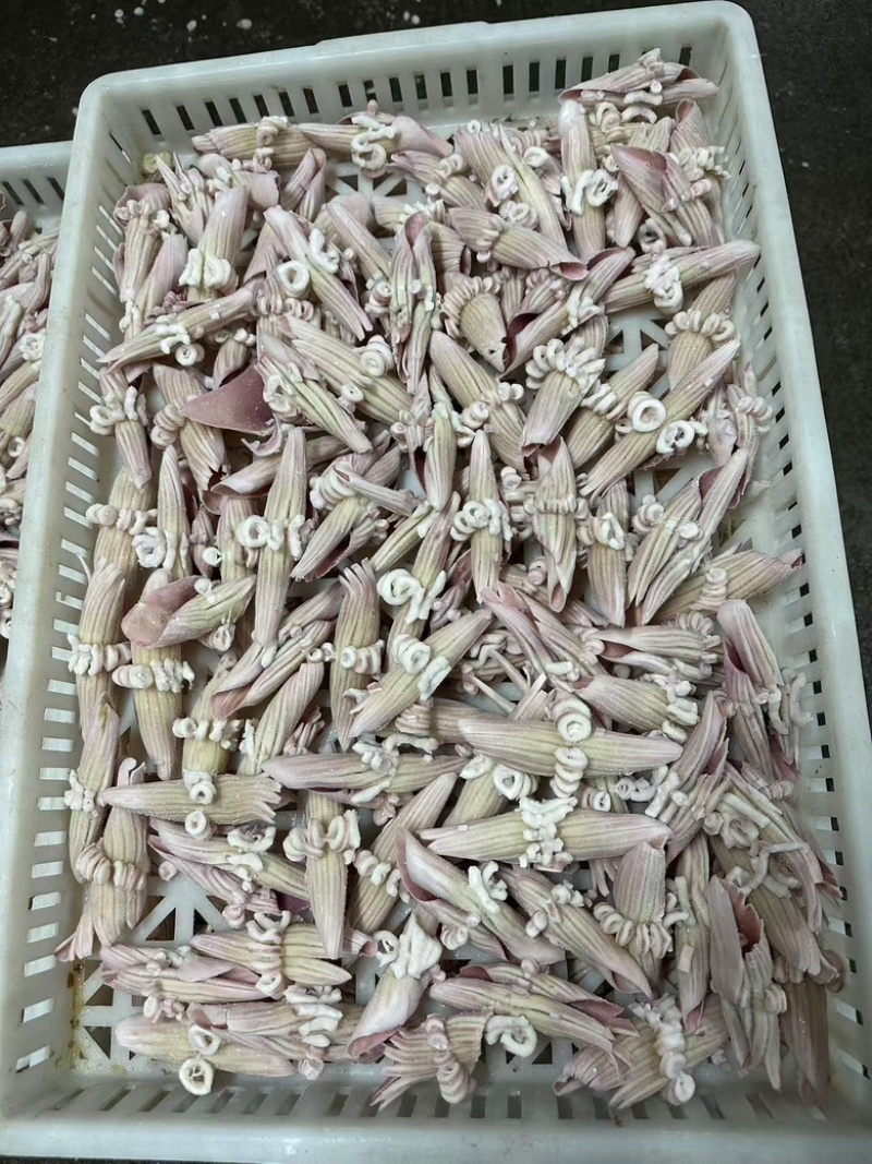 阿鱿牛角花，品质佳，货量充足，欢迎咨询