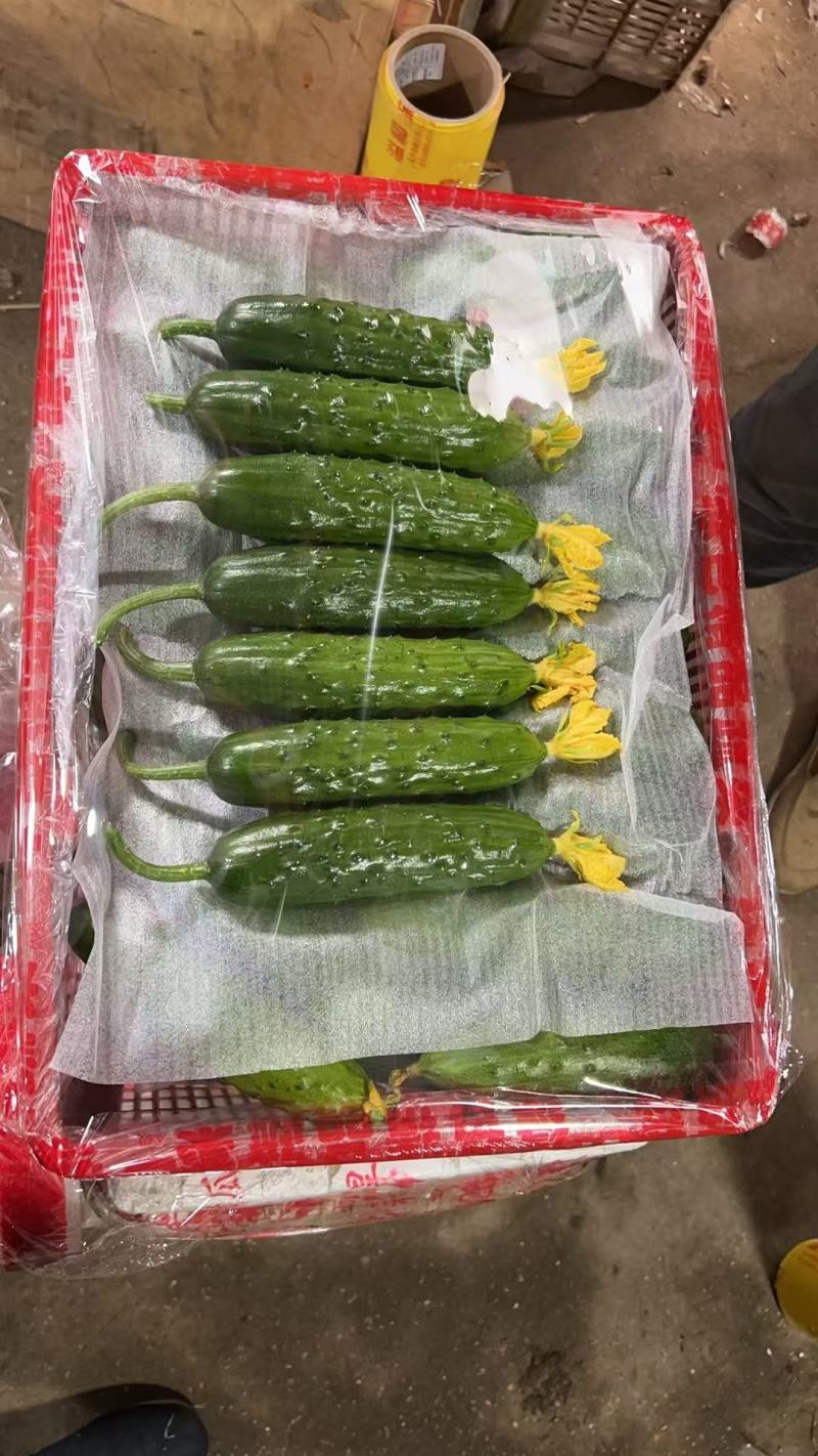 旱黄瓜黄瓜产地发货货源充足价格便宜品质保证欢迎联系洽谈