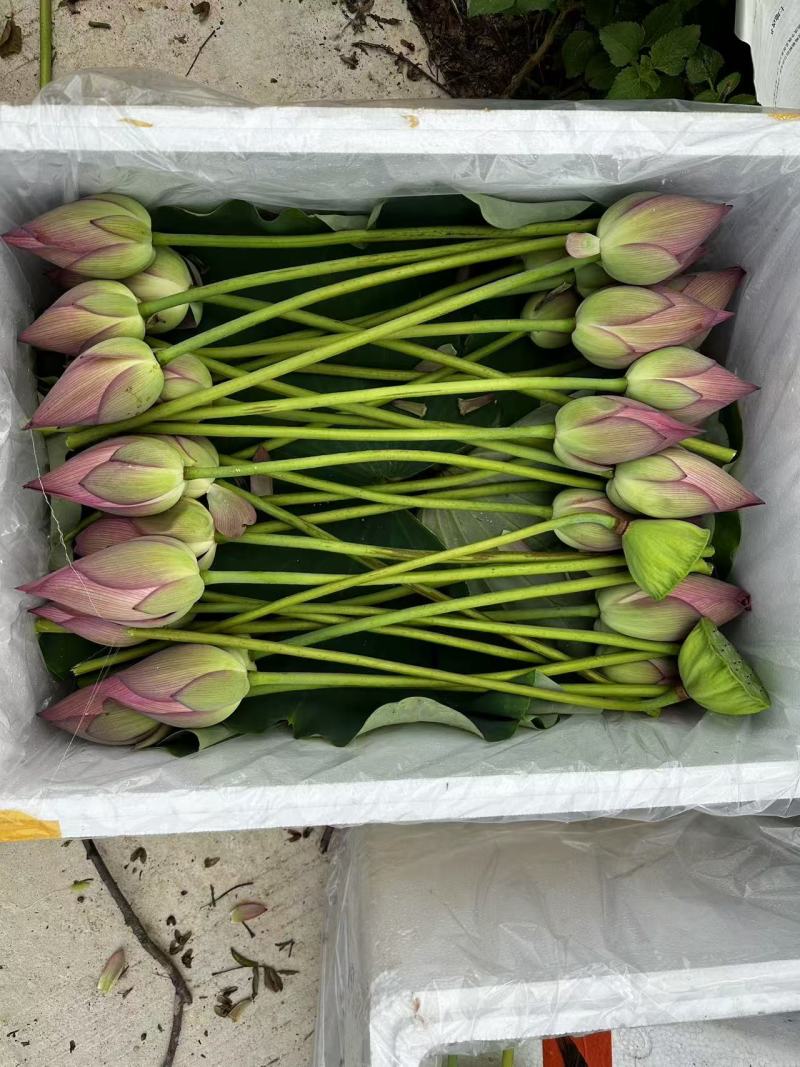 推荐荷花花型好基地直发价格实惠欢迎联系