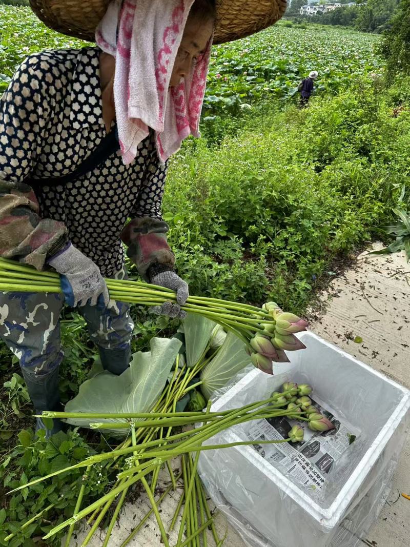 推荐荷花花型好基地直发价格实惠欢迎联系