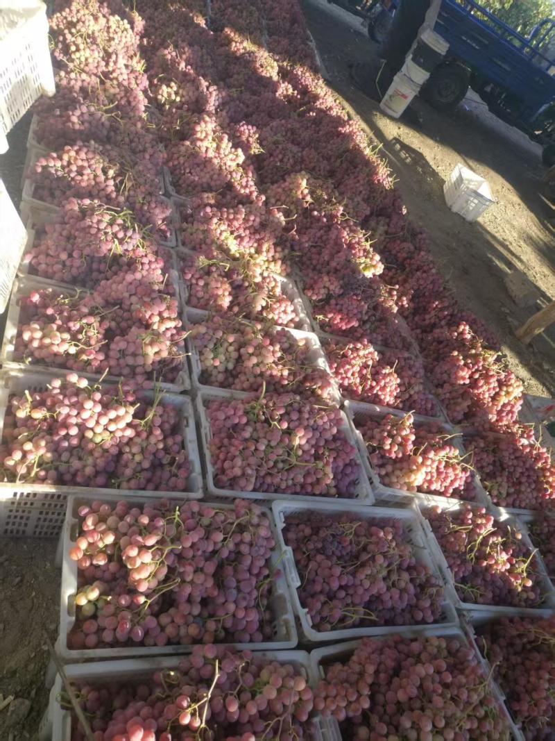 精选新疆红提葡萄冷库货货量充足种植户直发没有中间商