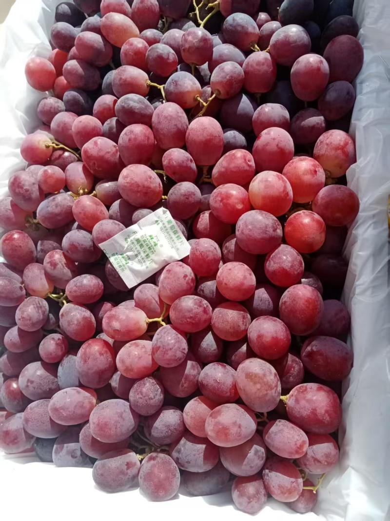 精选新疆红提葡萄冷库货货量充足种植户直发没有中间商