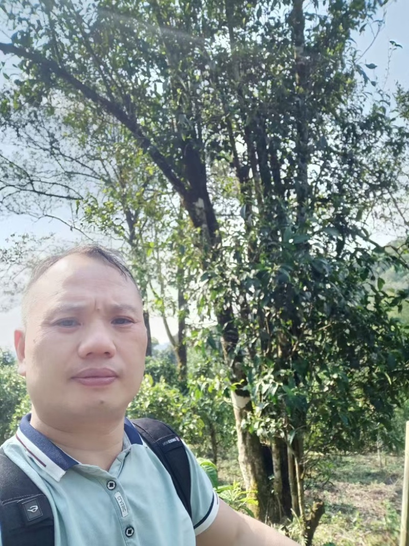 2023年古树理条茶