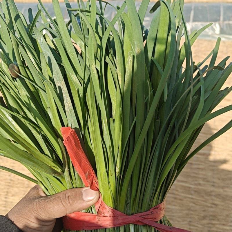 红根韭菜