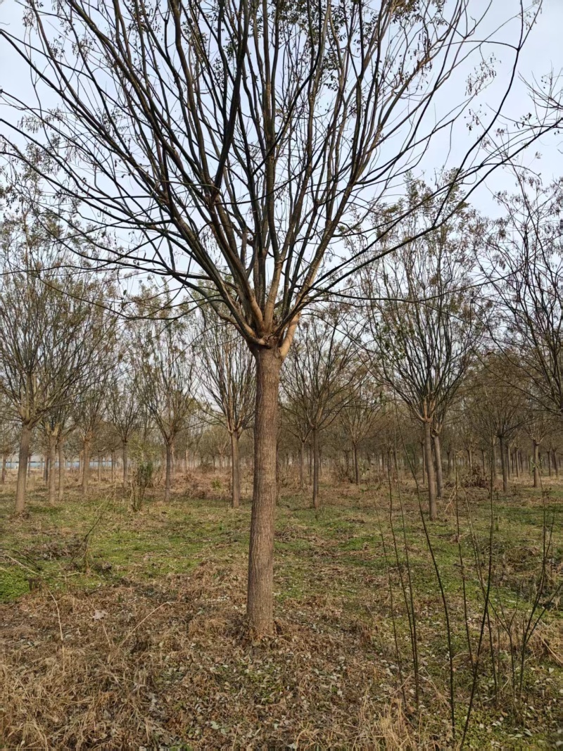 造型国槐，15公分～22公分
