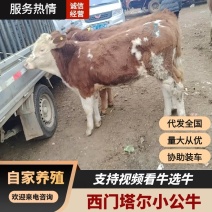 自繁自养西门塔尔小公牛价好品质棒货源充足诚信经