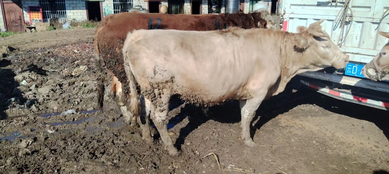 黄牛本地老片黄膘母牛品质保证价格美丽量大从优