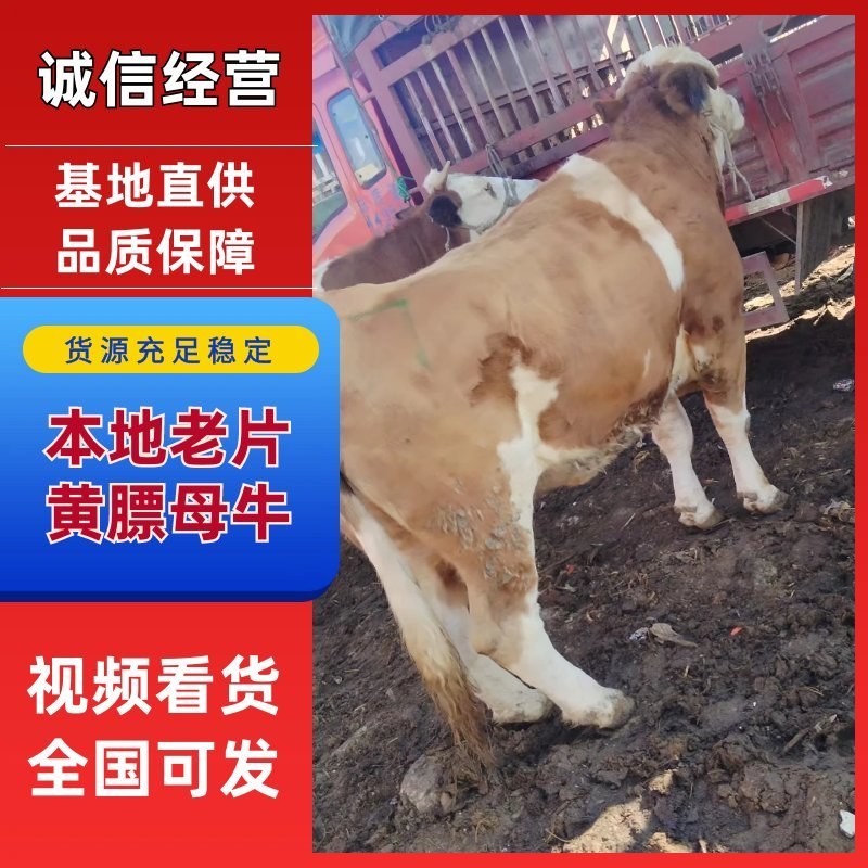 黄牛本地老片黄膘母牛品质保证价格美丽量大从优