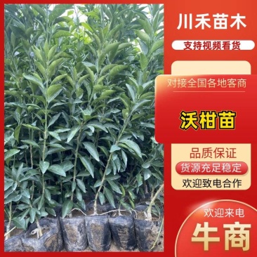 优选四川沃柑苗好苗诚信做生意无任何套路真心经营