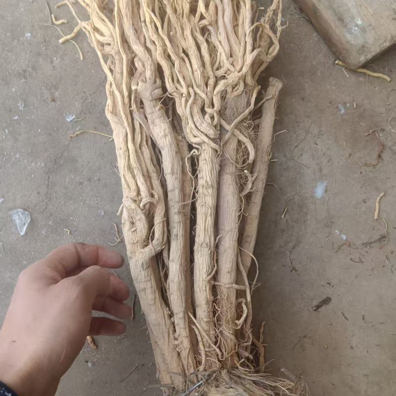 防风精品无夹心无黑疤，产量大从优，品质保障，欢迎选购