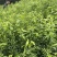 优选四川沃柑苗好苗诚信做生意无任何套路真心经营