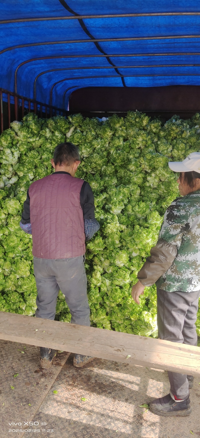 儿菜涨价了，3月有货对接全国