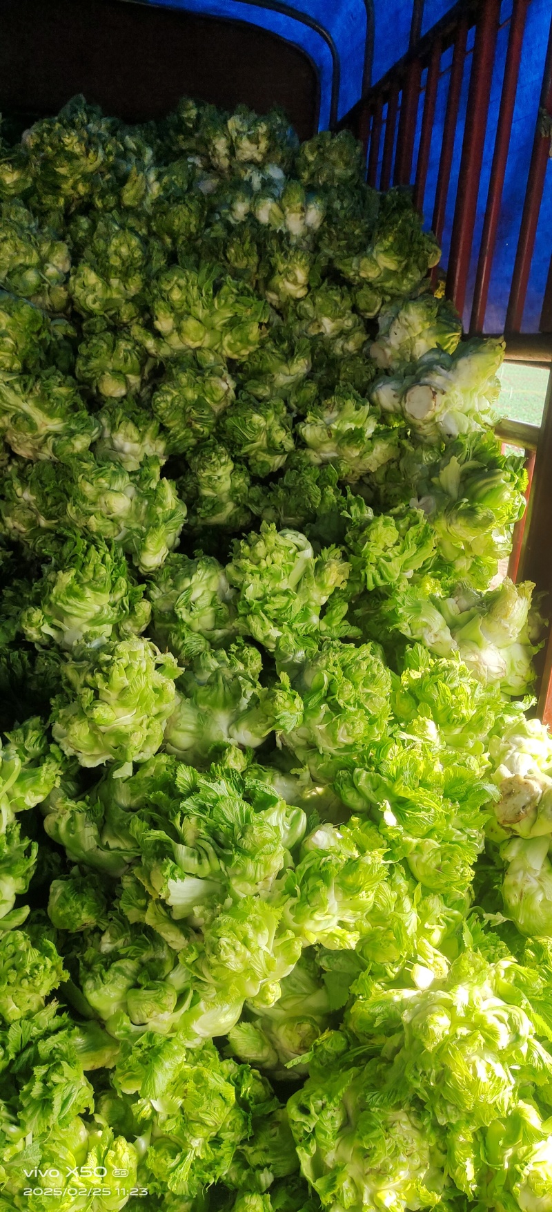 儿菜涨价了，3月有货对接全国