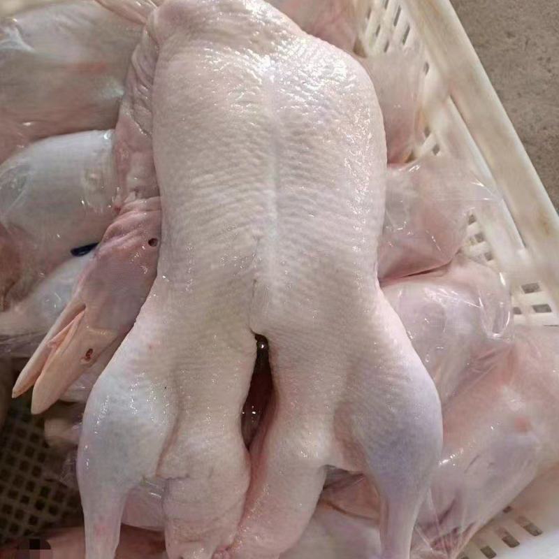 白条鸭规格齐全