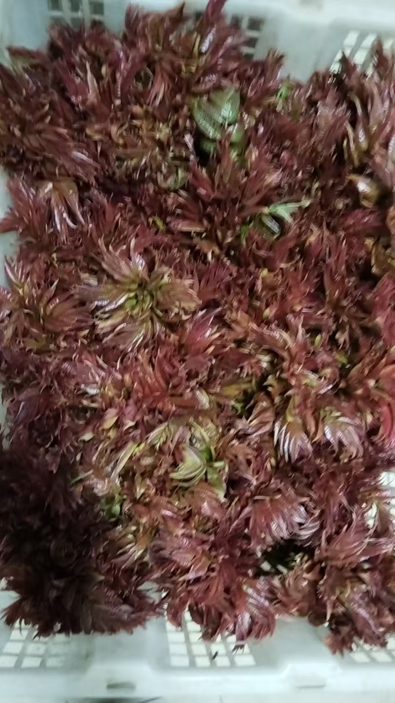 红香椿芽