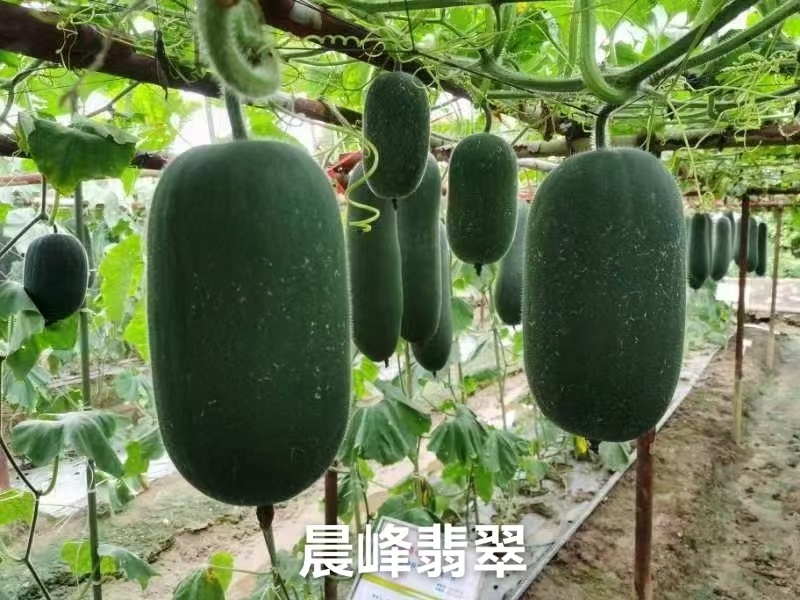 晨峰翡翠水果冬瓜种子黑皮小冬瓜种籽绿肉实心清爽脆甜迷你
