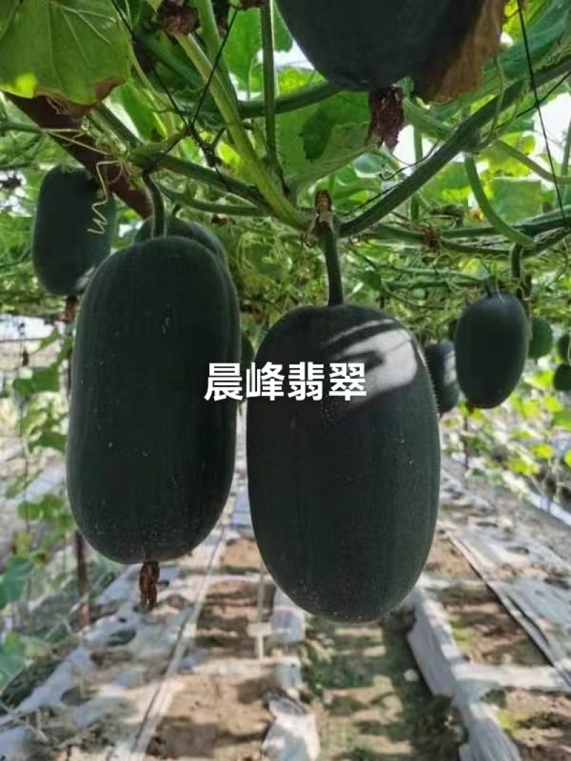 晨峰翡翠水果冬瓜种子黑皮小冬瓜种籽绿肉实心清爽脆甜迷你
