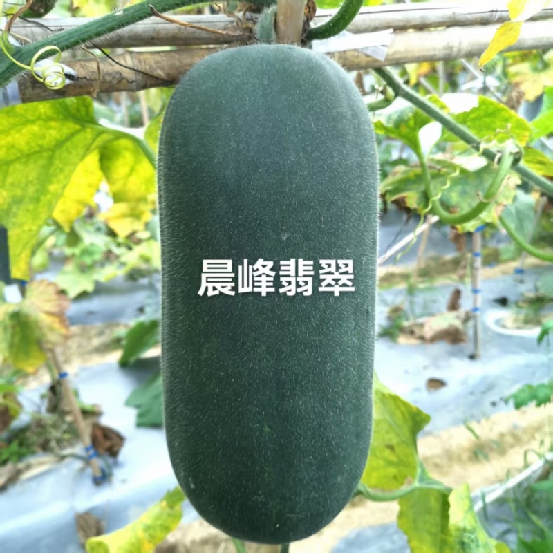 晨峰翡翠水果冬瓜种子黑皮小冬瓜种籽绿肉实心清爽脆甜迷你