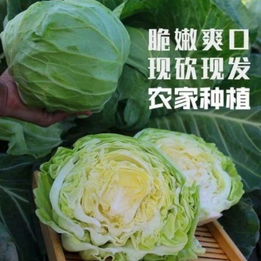 山东精品甘蓝上市/产地直发/欢迎来电洽谈/价更优诚信经营