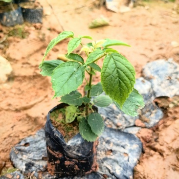 火焰木绿化苗园林绿化苗火焰木种苗基地直发