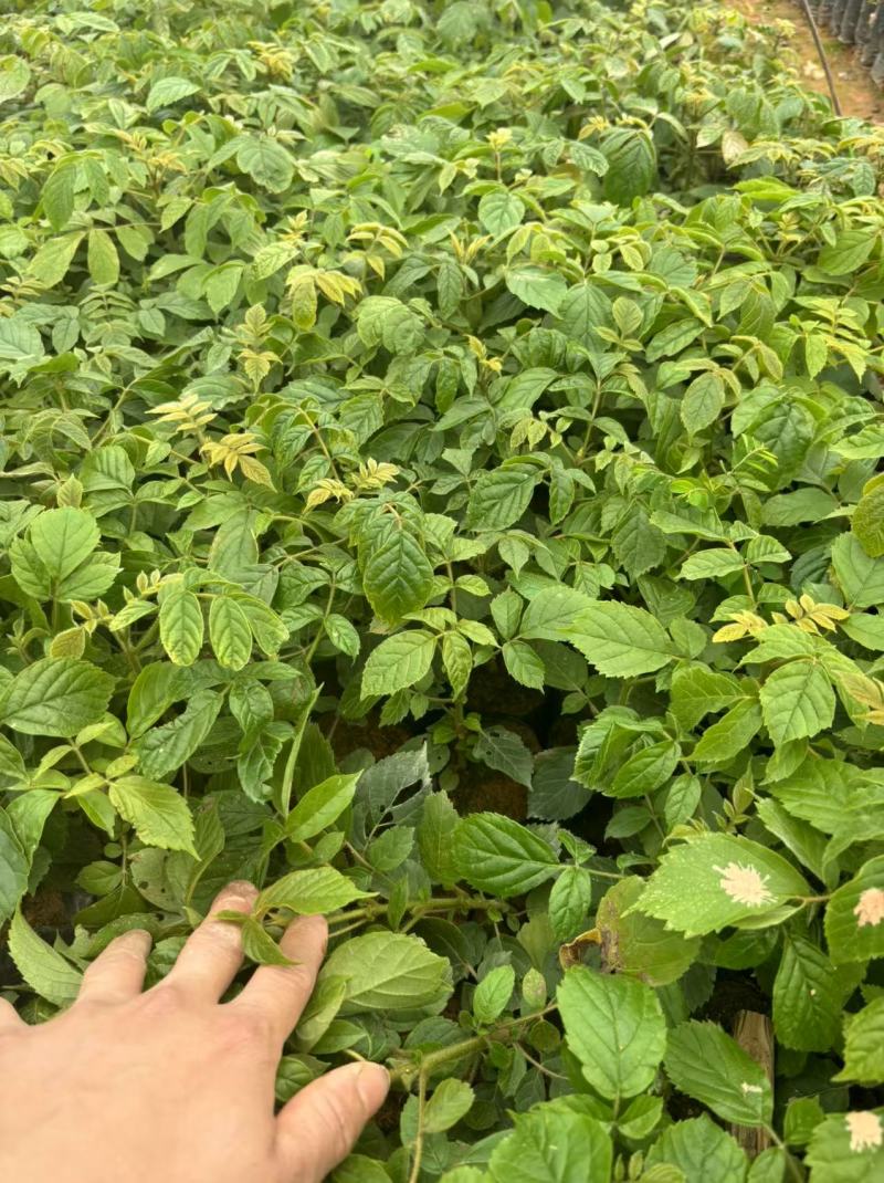 火焰木绿化苗园林绿化苗火焰木种苗基地直发