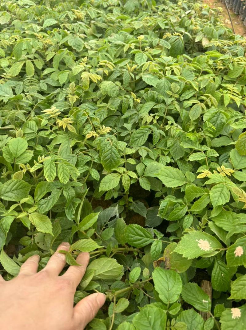 火焰木绿化苗园林绿化苗火焰木种苗基地直发