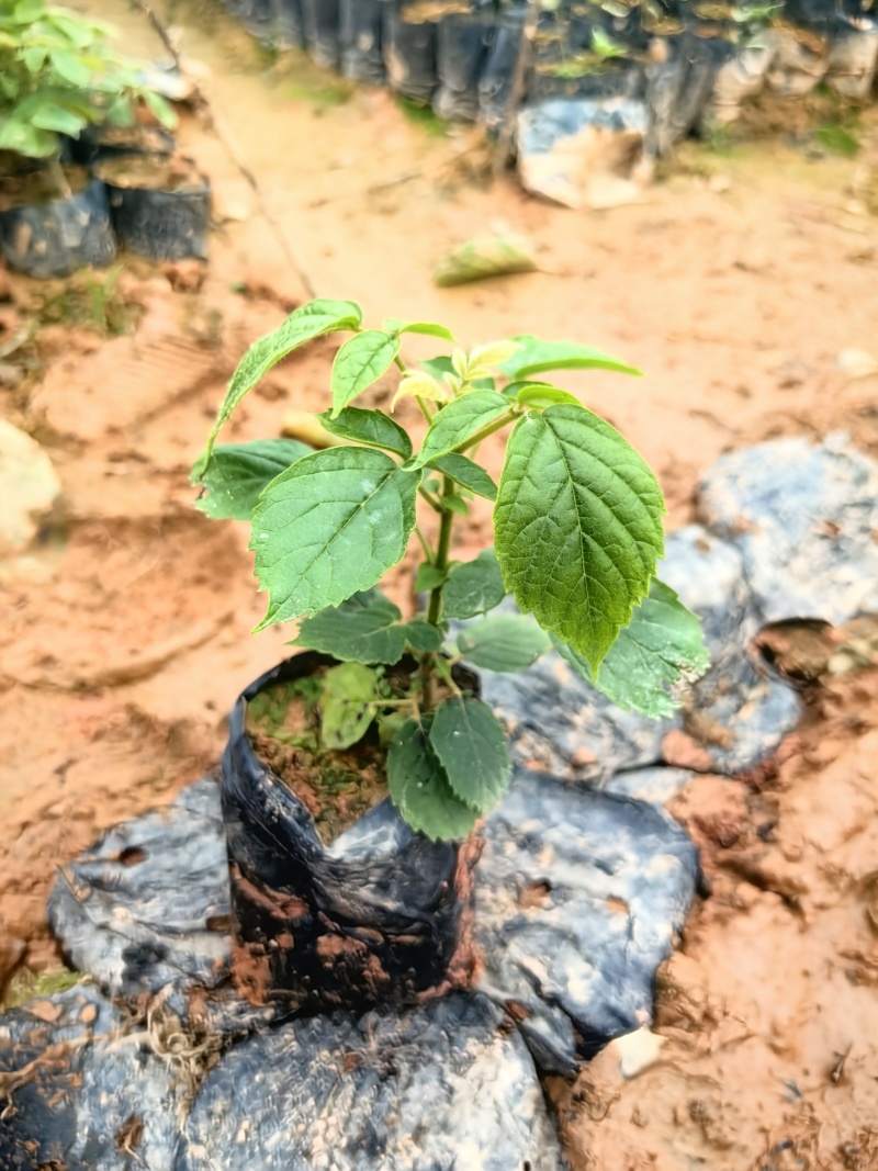 火焰木绿化苗园林绿化苗火焰木种苗基地直发