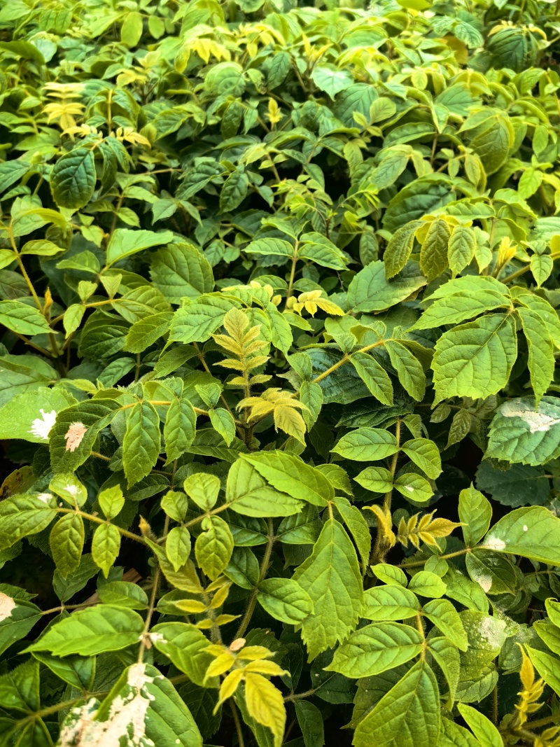 火焰木绿化苗园林绿化苗火焰木种苗基地直发