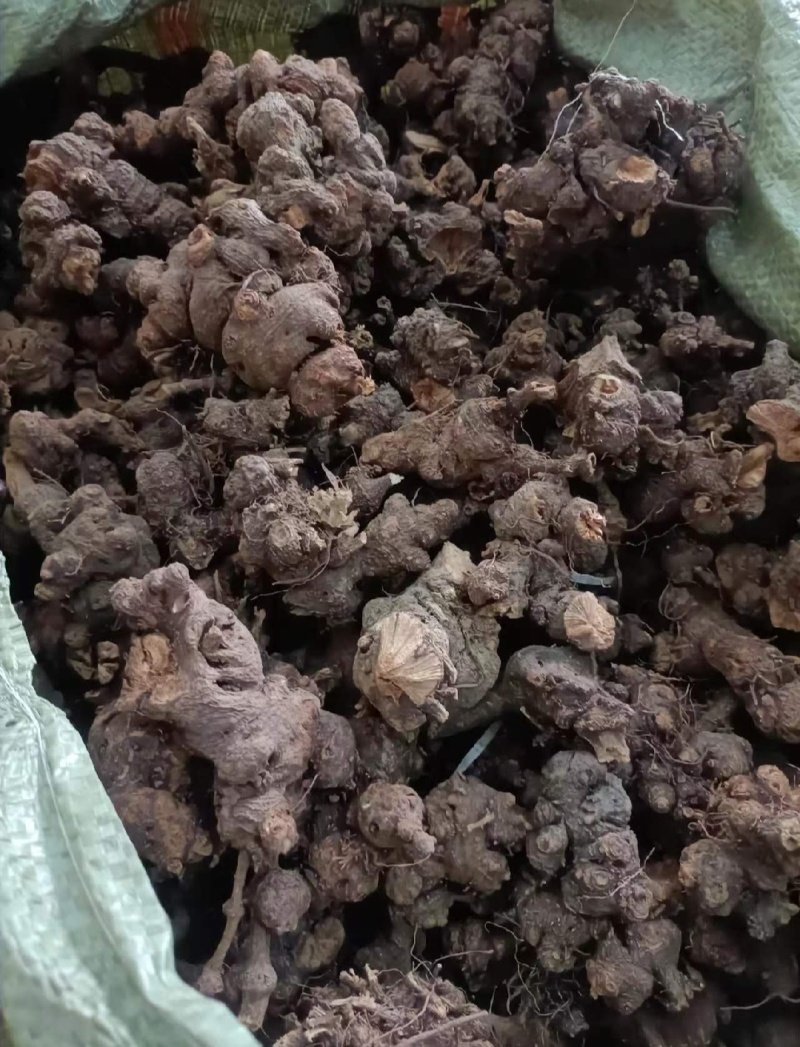 金荞麦鲜货