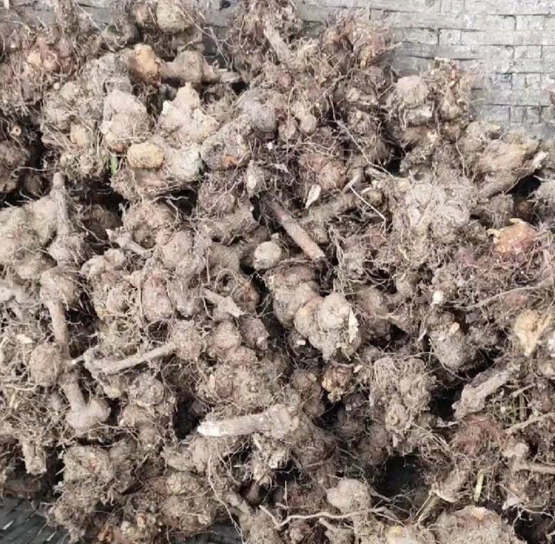 金荞麦鲜货