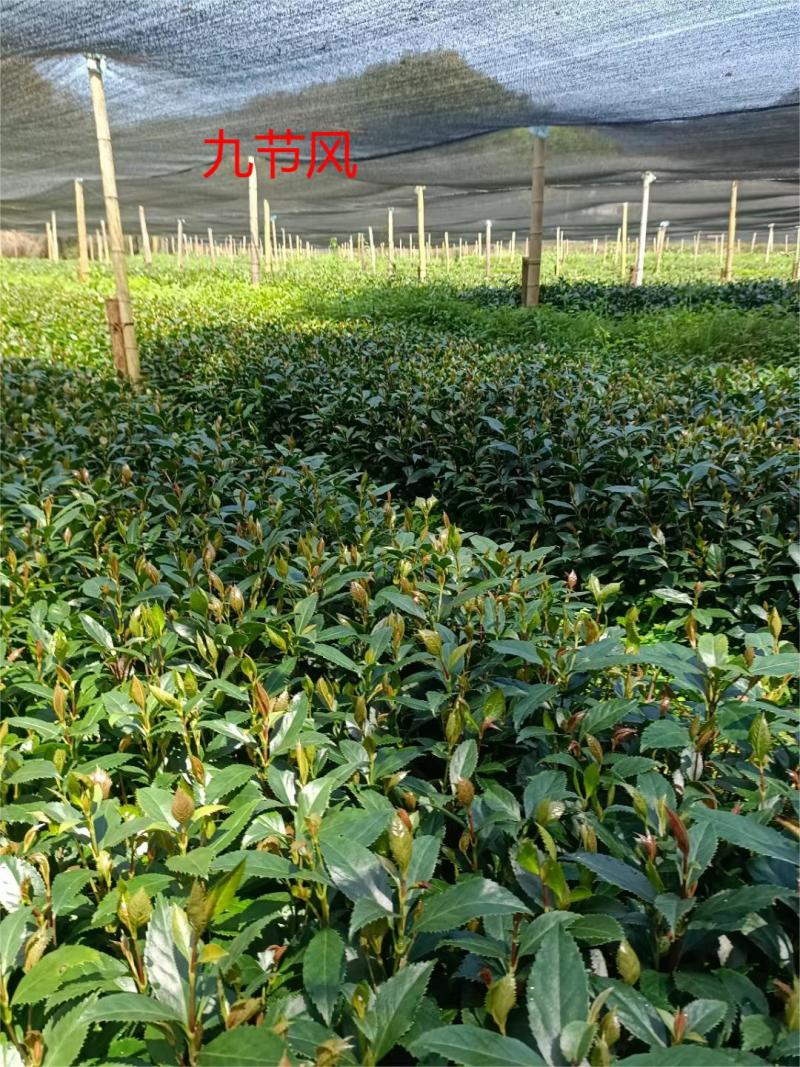 草珊瑚苗，两年苗，带图发货，成活率高，可提供技术指导。