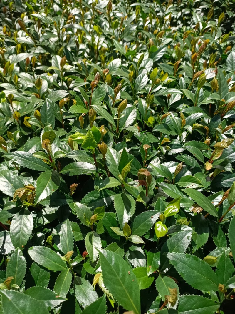 草珊瑚苗，两年苗，带图发货，成活率高，可提供技术指导。