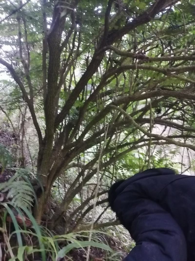 云南中药材十大功劳，刺黄莲，土黄莲，黄金刺。
