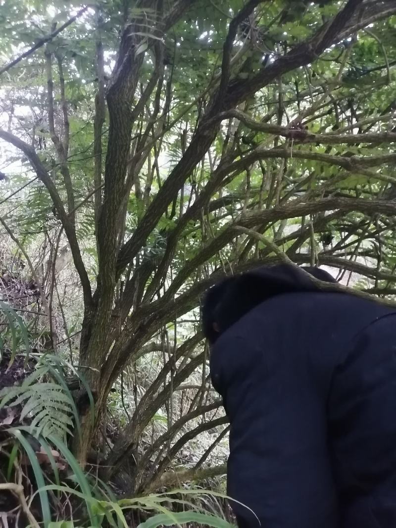 云南中药材十大功劳，刺黄莲，土黄莲，黄金刺。
