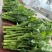 硒菜苔油菜苔支持一件代发