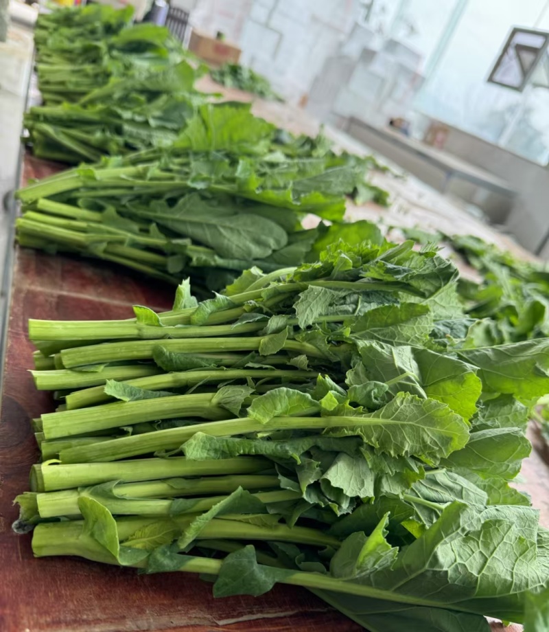 硒菜苔油菜苔支持一件代发