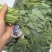 硒菜苔油菜苔支持一件代发