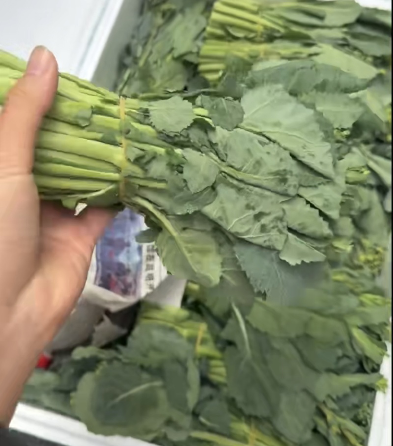 硒菜苔油菜苔支持一件代发