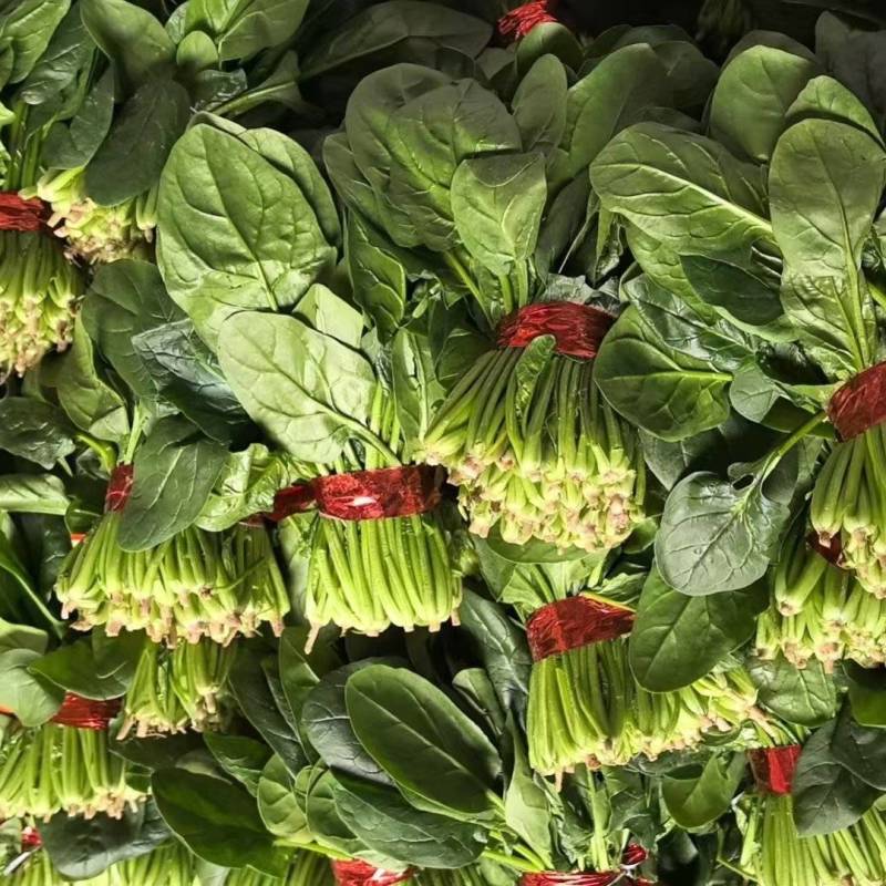 精品小把菠菜，产地直发，适合商超市场