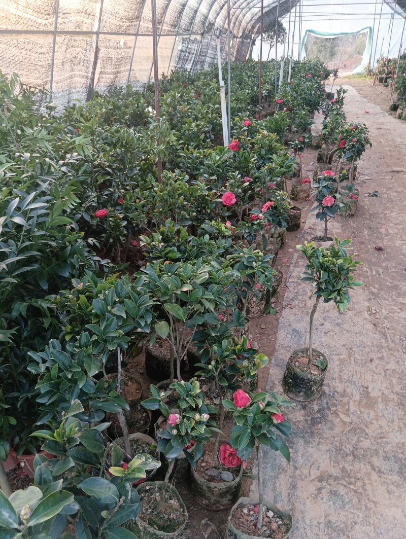 茶花