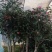 茶花