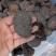 新疆肉苁蓉500g沙漠人参无硫大芸片泡水泡酒料中药材