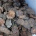 新疆肉苁蓉500g沙漠人参无硫大芸片泡水泡酒料中药材