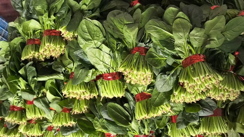 精品小把菠菜，产地直发，适合商超市场
