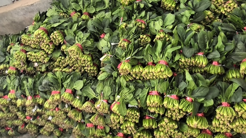精品小把菠菜，产地直发，适合商超市场