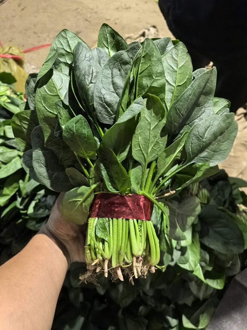 精品小把菠菜，产地直发，适合商超市场
