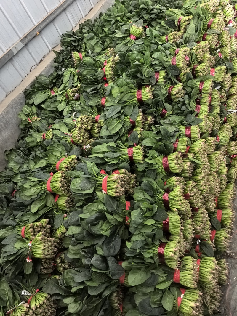 精品小把菠菜，产地直发，适合商超市场