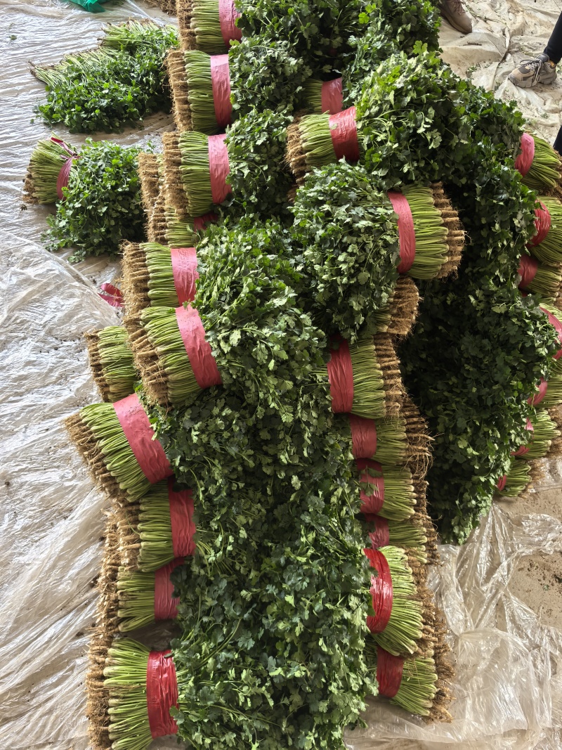 精品小把菠菜，产地直发，适合商超市场