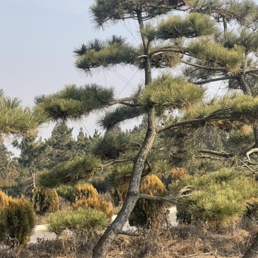 黑松造型松原圃苗移栽苗量大欢迎考察